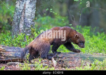 Finlandia, area di Kuhmo, Kajaani, Wolverine (Gulo gulo) Foto Stock