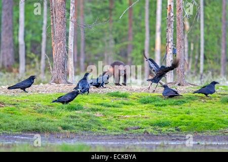 Finlandia, area di Kuhmo, Kajaani, Wolverine (Gulo gulo) con comuni corvo imperiale (Corvus corax) Foto Stock