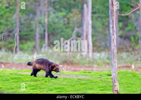 Finlandia, area di Kuhmo, Kajaani, Wolverine (Gulo gulo) Foto Stock