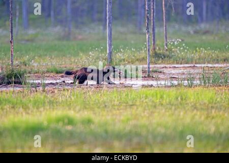 Finlandia, area di Kuhmo, Kajaani, Wolverine (Gulo gulo), con un pezzo di una carcassa Foto Stock