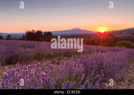 Francia, Alpes de Haute Provence, paesaggi lavanda vicino Banon, sullo sfondo il Mont Ventoux Foto Stock