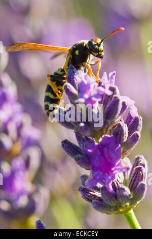 Francia, Vaucluse, Sault, Wasp comune (Vespula vulgaris) su un carro di lavanda Foto Stock