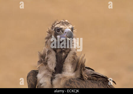 Eurasian avvoltoio nero - Aegypius monachus Foto Stock