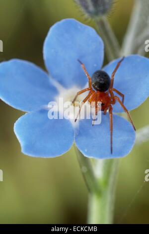 Francia, Morbihan, Araneae, Linyphiidae, comune amaca-weaver o unione amaca spider (Hypomma bituberculatum) Foto Stock
