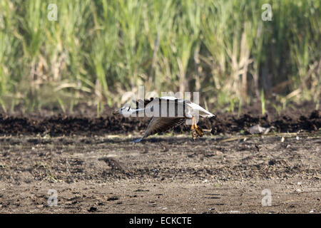 Il bar-headed goose (Anser indicus) è un oca che le razze in Asia centrale Foto Stock