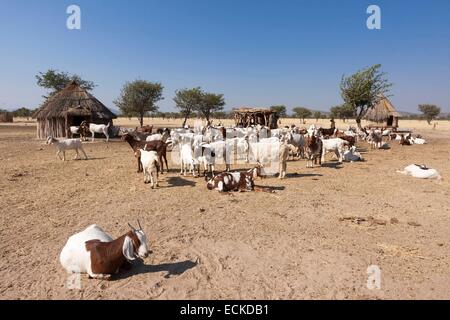 La Namibia, regione di Kunene, Kaokoland, Himba villaggio nei pressi di Opuwo, allevamento di capre Foto Stock