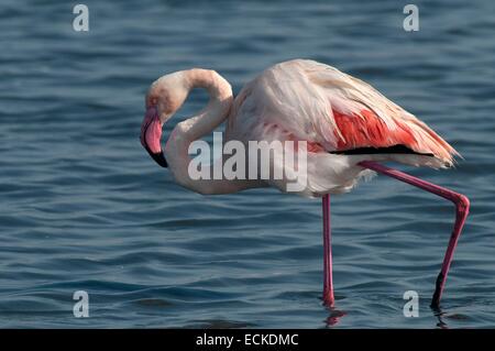 Francia, Camargue, grande fenicottero (Phoenicopterus roseus) Foto Stock