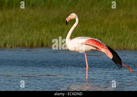 Francia, Camargue, grande fenicottero (Phoenicopterus roseus) Foto Stock