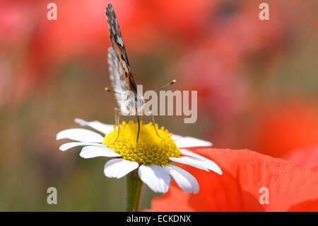 Francia, dipinto Lady (Cynthia cardui) Foto Stock