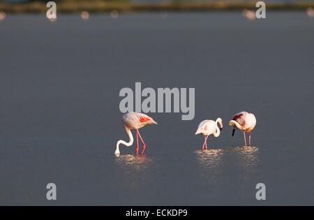 Francia, Camargue, grande fenicottero (Phoenicopterus roseus) Foto Stock