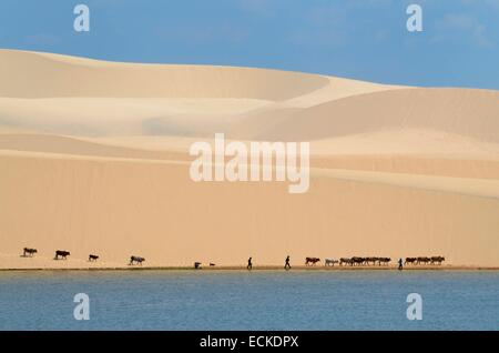 Il Vietnam, Binh Thuan provincia, Mui Ne, un pastore guida il suo gregge di vacca in tutto le bianche dune di sabbia bianche dune di sabbia Foto Stock