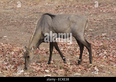 Il nilgai (Boselaphus tragocamelus), Tadoba parco nazionale Foto Stock