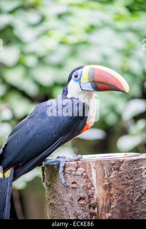 Tucan, tucanus ramphastos appollaiato su un ramo Foto Stock