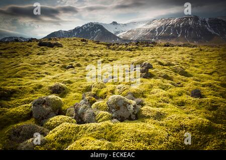 L'Islanda, Vesturland, Snaefellsnes Peninsula, Moss coperto campo di lava a Berserkjahraun Foto Stock