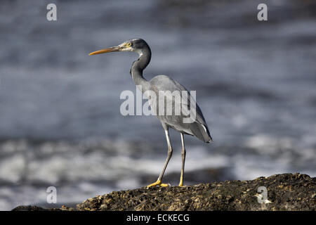 La western reef heron (Egretta gularis) chiamato anche il western reef garzetta, Foto Stock