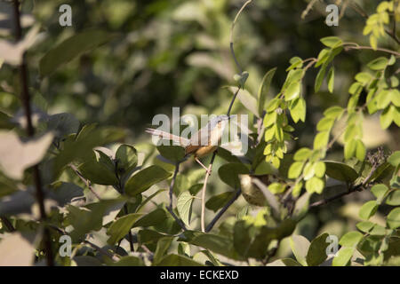 Il Ashy Prinia o Ashy Wren-Warbler (Prinia socialis) è un piccolo trillo. Foto Stock