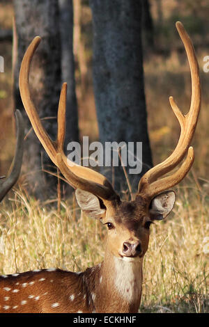 Il chital o cheetal (asse asse), noto anche come chital cervi, macchiato di cervo o asse di cervo. Todoba Parco Nazionale Foto Stock