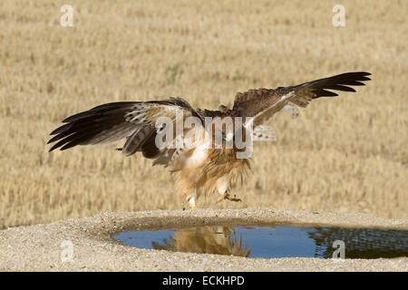 Avviato Eagle - Hieraaetus pennatus Foto Stock