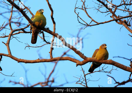 Il Giallo-footed green pigeon (Treron phoenicoptera), noto anche come giallo-gambe piccione verde Foto Stock