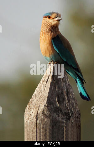 Il rullo indiano (Coracias benghalensis), è un membro della famiglia del rullo di uccelli. Foto Stock