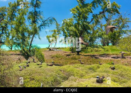 Isola Maurizio, isola Rodrigues, Ile aux Cocos (Cocos Island), brown noddy (Anous stolidus) colonia di uccelli nel loro ambiente naturale Foto Stock