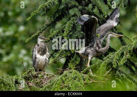 Airone cinerino (Ardea cinerea) giovani nel nido Foto Stock