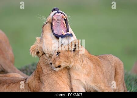 Kenya, riserva Masai Mara, Leonessa (Panthera leo) sbadigli nel suo desuus cub Foto Stock