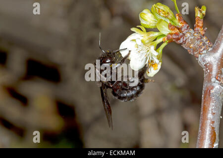 Violetta Carpenter Bee - Xylocopa violacea Foto Stock