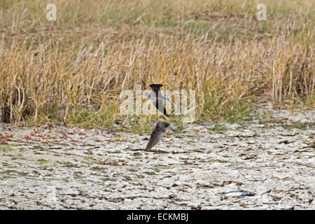 Green Sandpiper - Tringa ochropus Foto Stock