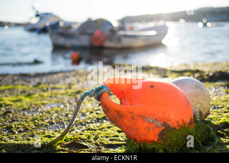 Boe posa coperte di muschio come la marea tira fuori in Teignmouth. Foto Stock