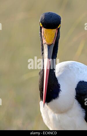 Kenya, riserva Masai Mara, Jabiru Aeroporto africano sella maschio-fatturati Stork (Ephippiorhynchus senegalensis) ritratto maschile Foto Stock