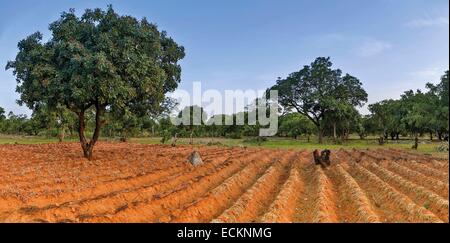 Il Burkina Faso, Bobo Dioulasso, Toussiana, shea tree in un campo Foto Stock