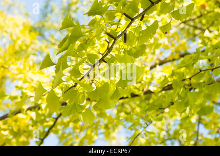Primo piano della verde giallognolo ginkgo foglie in autunno Foto Stock