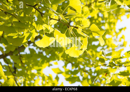 Primo piano della verde giallognolo ginkgo foglie in autunno Foto Stock