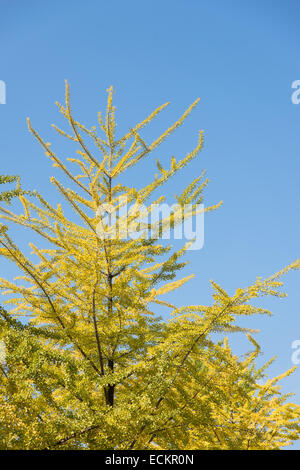 Brach con verde giallognolo ginkgo foglie in autunno Foto Stock