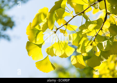 Primo piano della verde giallognolo ginkgo foglie in autunno Foto Stock