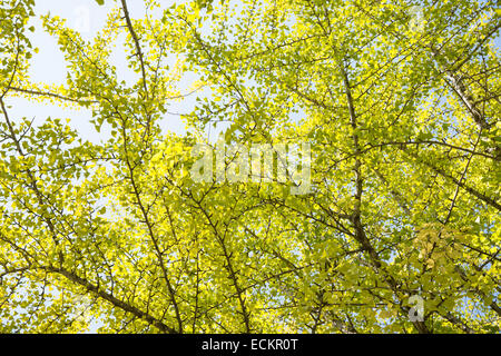 Brach con verde giallognolo ginkgo foglie in autunno Foto Stock