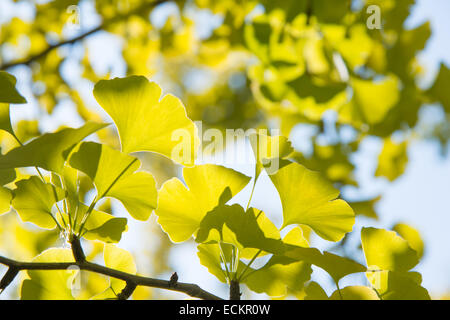 Primo piano della verde giallognolo ginkgo foglie in autunno Foto Stock
