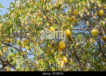 Primo piano della mela cotogna su un albero in un outdoor Foto Stock