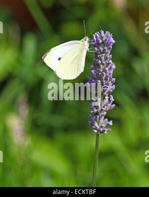 Un primo piano macro shot di una piccola farfalla bianca (Pieris rapae) su un fiore inglese lavanda (Lavandula angustifolia) Inghilterra, UK Foto Stock