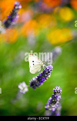 Un primo piano macro shot di una piccola farfalla bianca (Pieris rapae) su un fiore inglese lavanda (Lavandula angustifolia) Inghilterra, UK Foto Stock