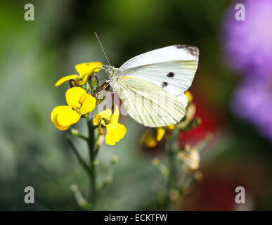 Un primo piano o un macro shot di una piccola farfalla bianca (Pieris rapae) su un fiore giallo di fiori di fiori di colore (Erysimum), Inghilterra, Regno Unito Foto Stock