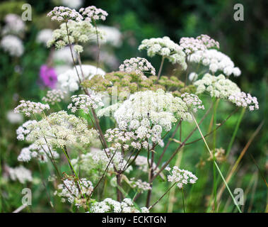 Il bianco dei fiori di Anthriscus sylvestris noto come il prezzemolo di vacca in un giardino in estate Inghilterra REGNO UNITO Foto Stock