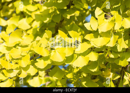 Primo piano della verde giallognolo ginkgo foglie in autunno Foto Stock