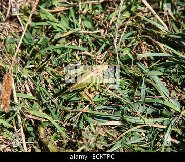 Un grande Bush-Cricket verde (Tettigonia viridissima) ben mimetizzata in erba Cornwall Inghilterra REGNO UNITO Foto Stock