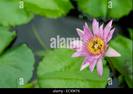 Acqua di rosa Giglio Fiore con centro di colore giallo che cresce in un stagno di asiatici con bright foglie verdi Foto Stock