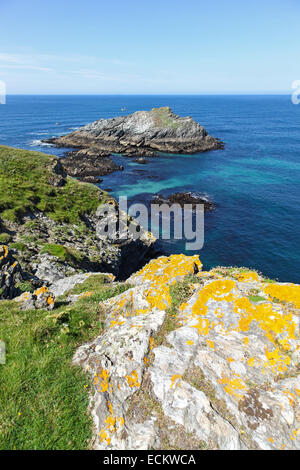 Il pulcino rock e lichene giallo sulle rocce accanto a Porth scherzo o Polly scherzo beach Cornwall South West England Regno Unito Foto Stock