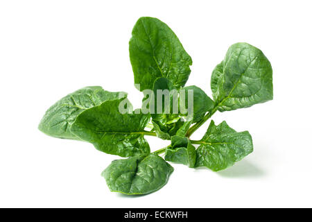 Mazzetto di spinaci isolati su sfondo bianco Foto Stock