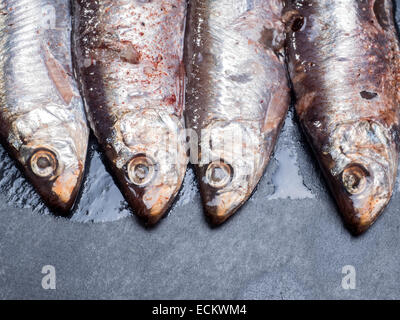 Le sardine acciughe tutti pronti a mangiare Foto Stock