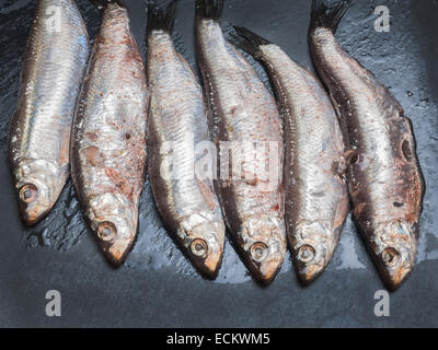 Le sardine acciughe tutti pronti a mangiare Foto Stock